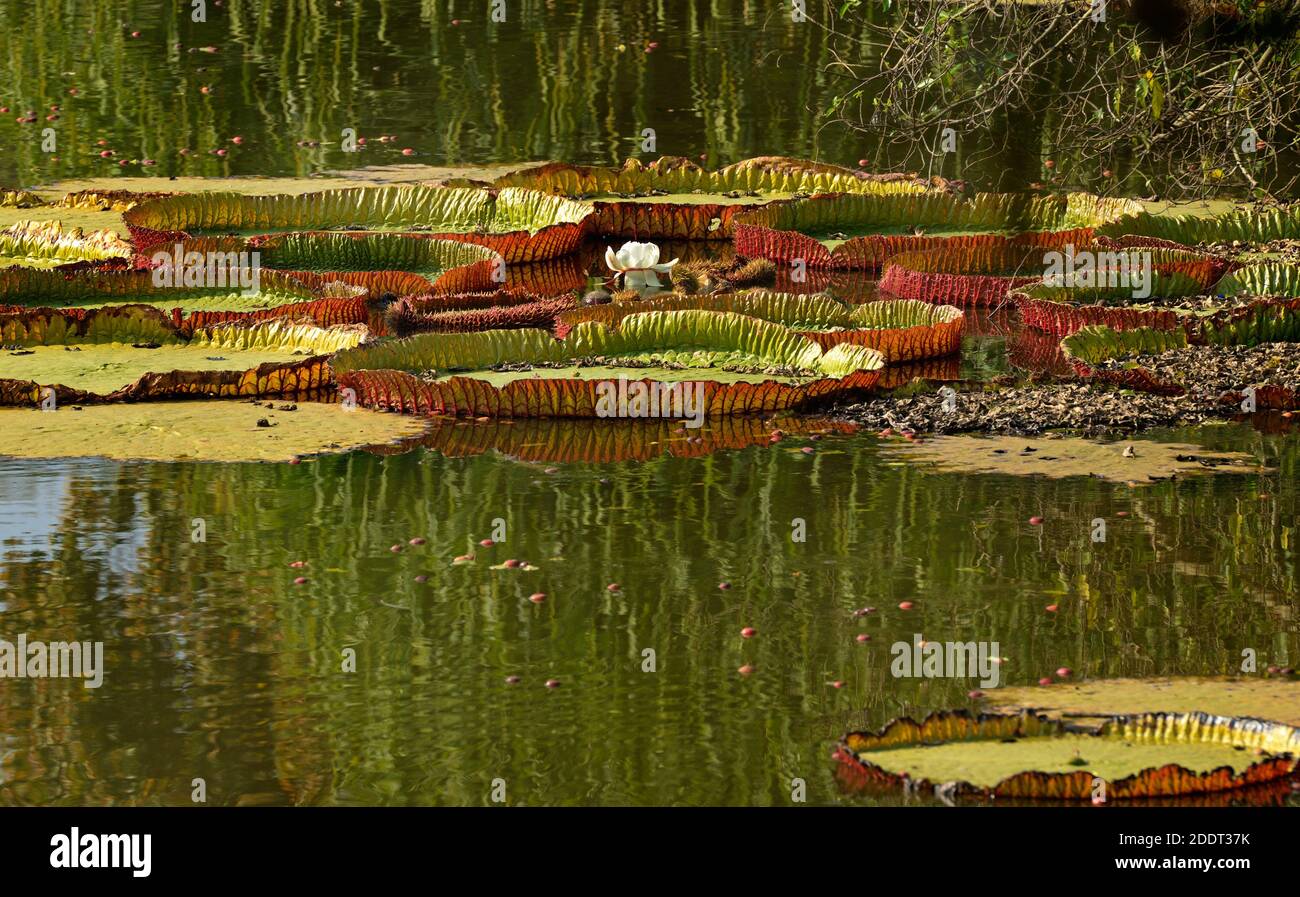 Giant Victoria amazonica lascia galleggiante sul lago. Water Lilies nel bellissimo giardino dell'Asia. Foto Stock