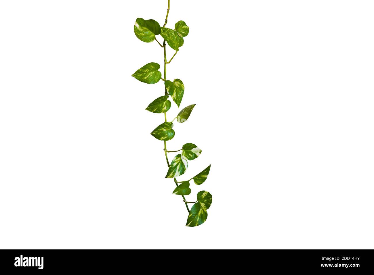 Foglie verdi a forma di cuore vite ivy pianta cespuglio di edera del diavolo o pothos dorato (Epipremnum aureum) isolato su sfondo con percorso di ritaglio. Foto Stock