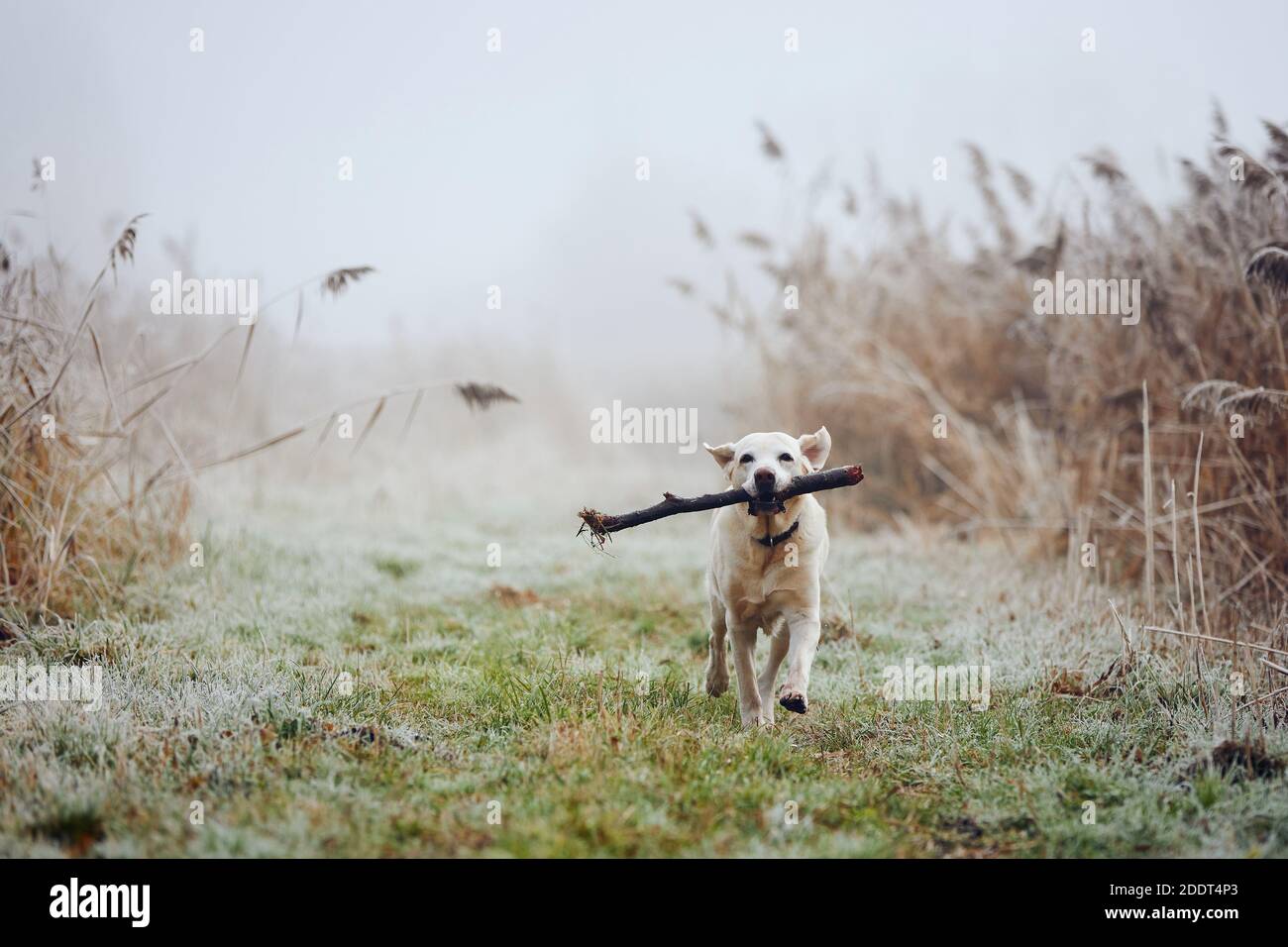 Cane che corre contro il paesaggio autunnale in nebbia. Carino labrador Retriever con il bastone in bocca. Foto Stock