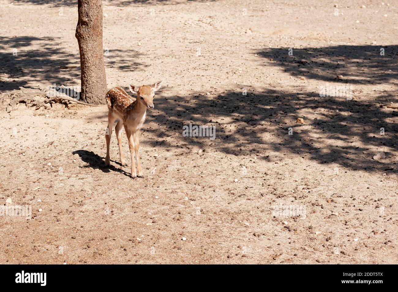 gamo allow cervo nel campo natura capra allow bambino cervo Foto Stock