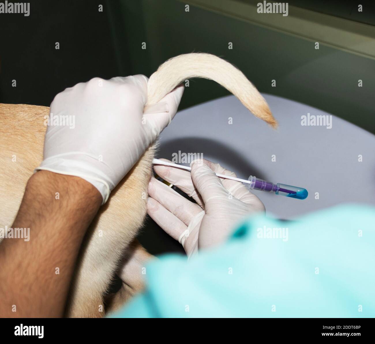 Un veterinario inserisce un tampone rettale in un cucciolo di Labrador Retto per verificare la presenza di Parvovirus Foto Stock