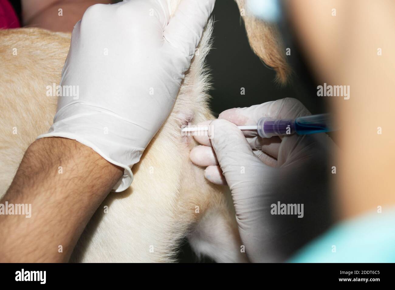 Un veterinario inserisce un tampone rettale in un cucciolo di Labrador Retto per verificare la presenza di Parvovirus Foto Stock