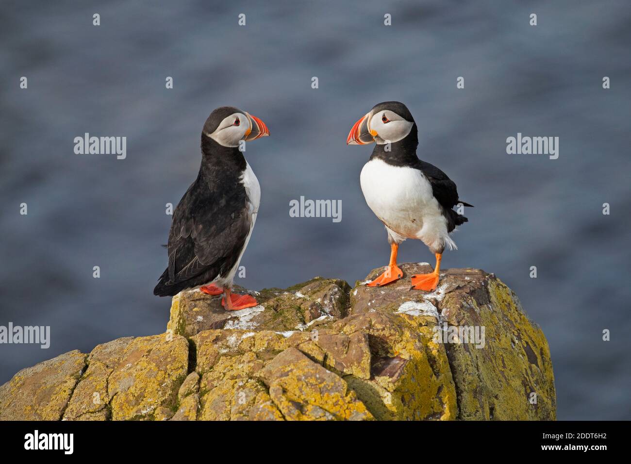 Due puffini dell'Atlantico (Fratercla artica) arroccati sulla roccia che mostra il becco colorato nella stagione di riproduzione in estate, l'Islanda Foto Stock