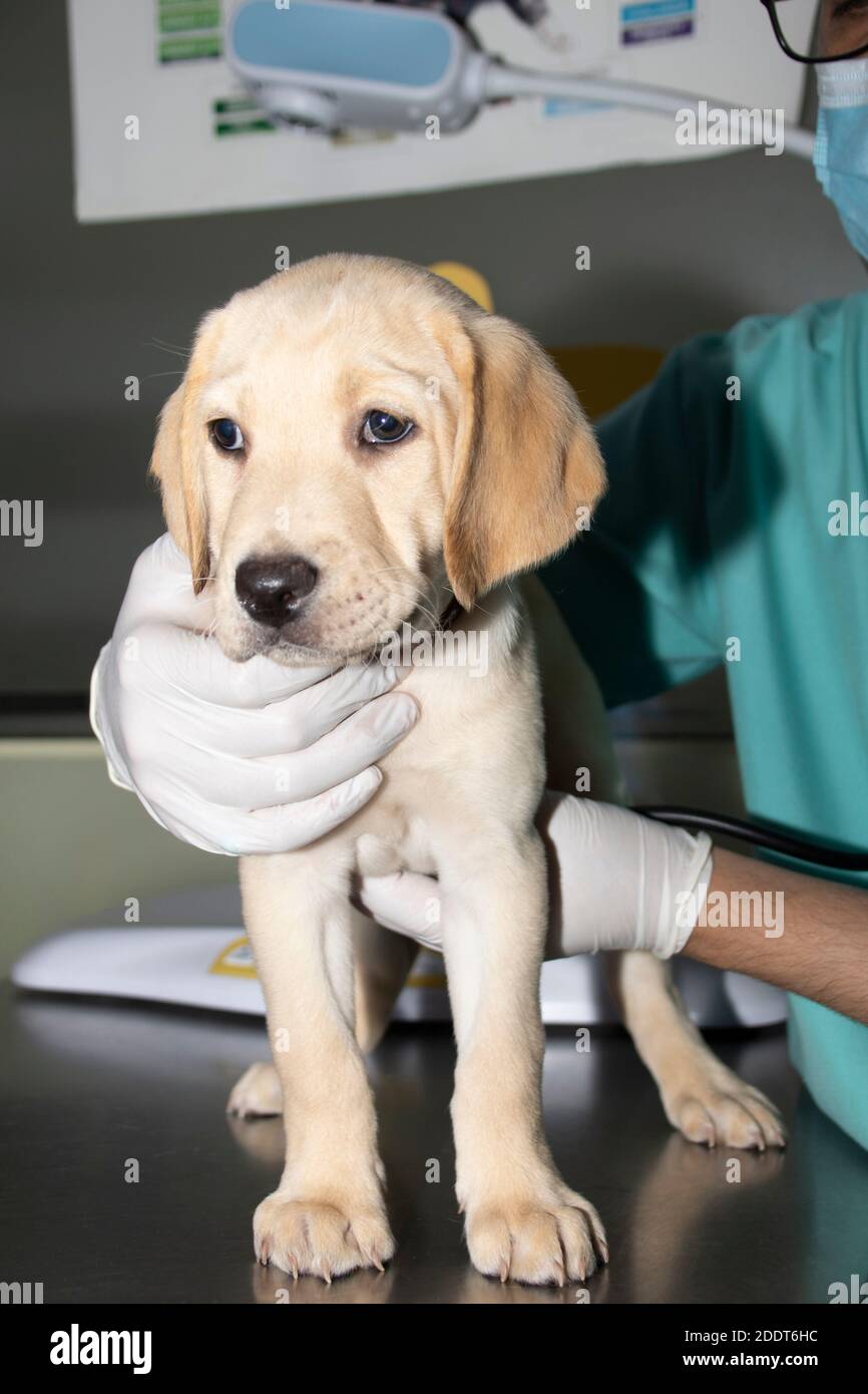 Un veterinario esamina il cuore e i polmoni di un cucciolo di Labrador durante un controllo medico Foto Stock