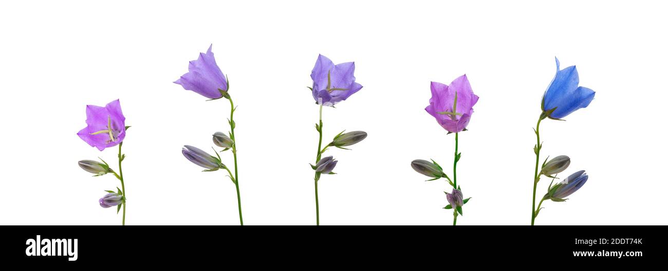 set di fiori di campana di bellissimi fiori di papavero con boccioli di diversi colori di blu e viola su un bianco sfondo isolato Foto Stock