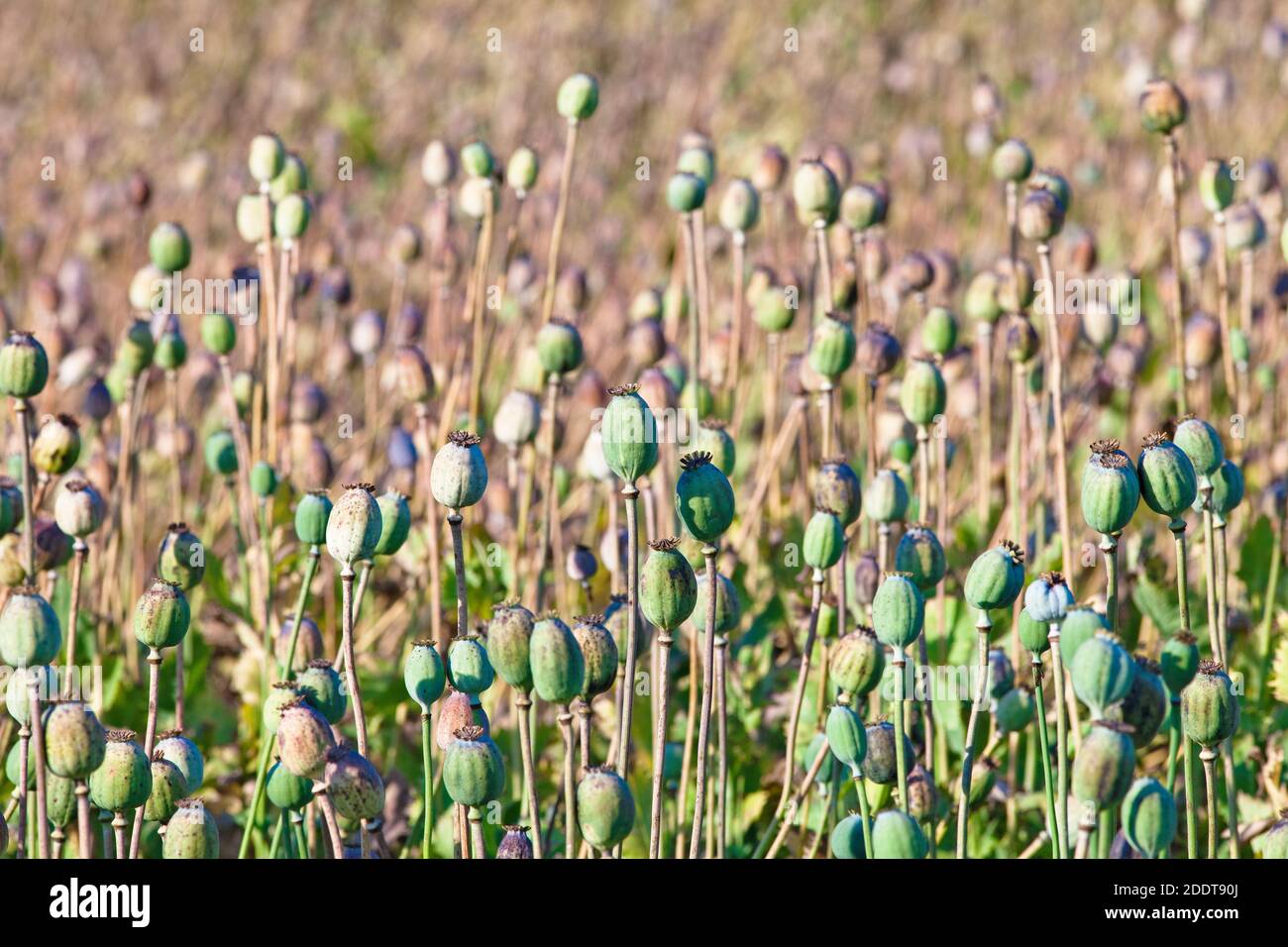 Boemia meridionale - campo di teste di semina di papaveri. Foto Stock