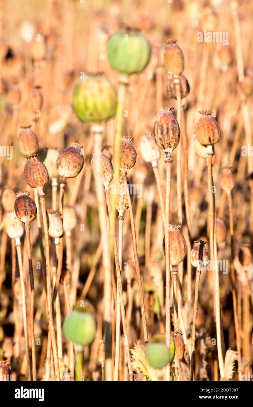 Boemia meridionale - campo di teste di semina di papaveri. Foto Stock