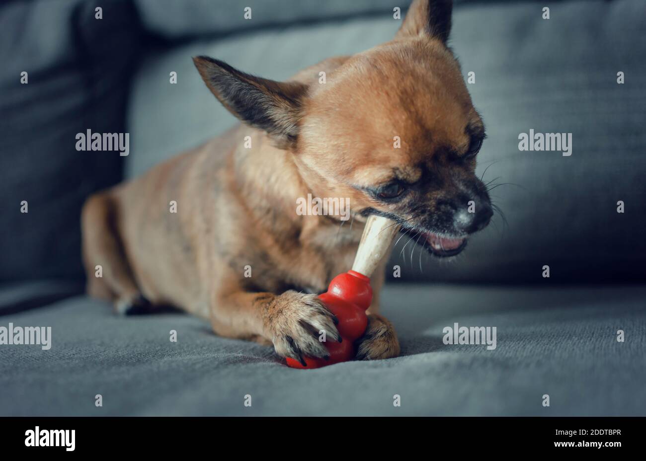 Chihuahua di due anni masticando una formina di cervo naturale su un giocattolo rosso Kong. Messa a fuoco selettiva sul giocattolo. Foto Stock