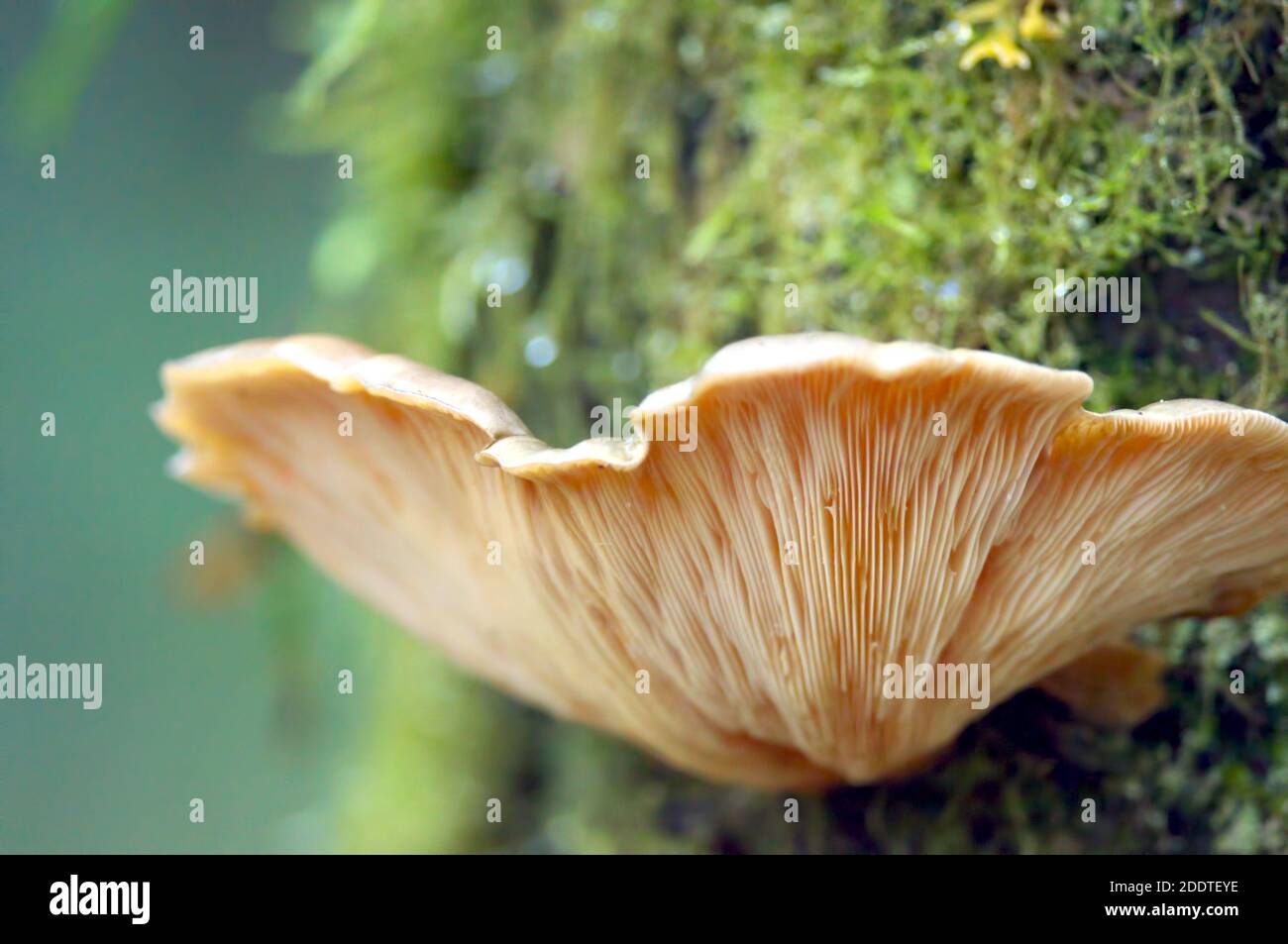 Primo piano delle branchie di un fungo di ostrica (Pleurotus ostreatus) che cresce su un albero mussoso. Foto Stock