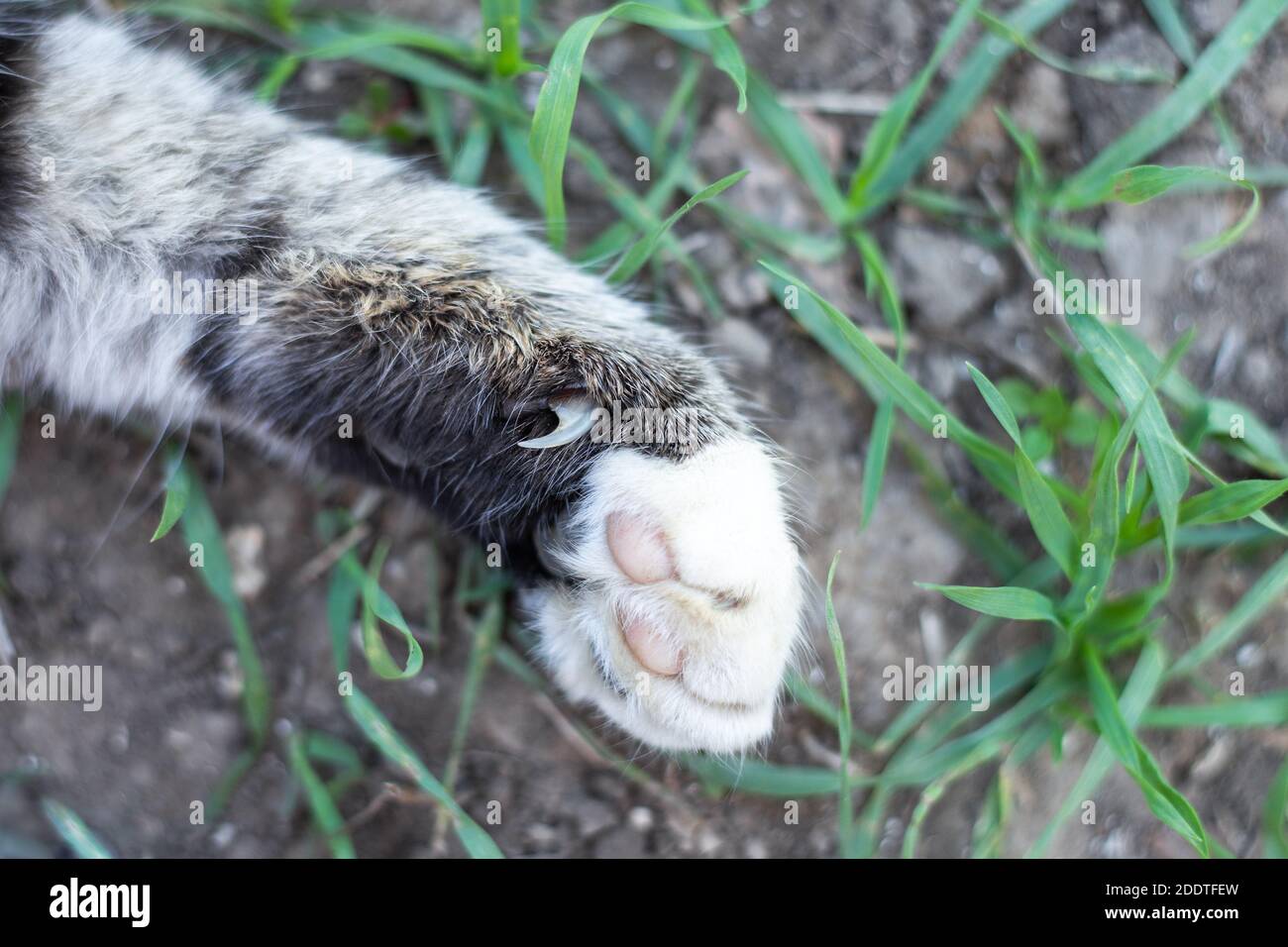 zampa di cat con artigli affilati. Cura degli animali domestici. Foto Stock