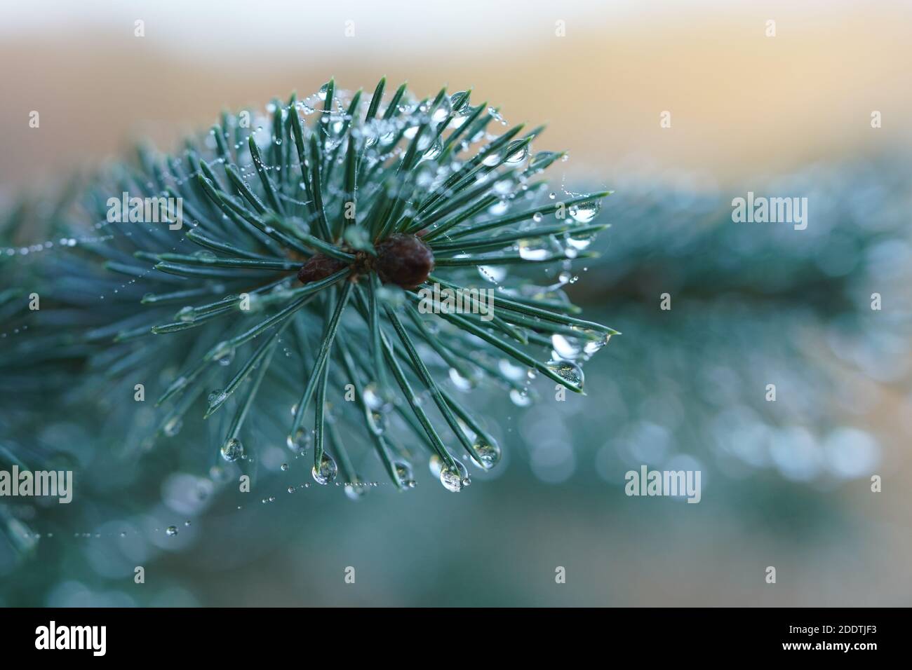 Spinnfäden im Morgentau Foto Stock