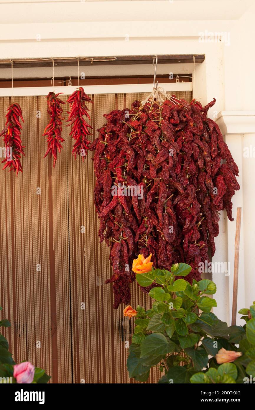 Casa del Peperoncino in frazione Orsomarso (provincia di Cosenza, Calabria) Foto Stock