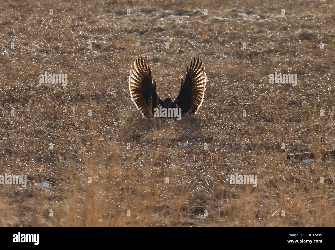 Hawk Landing con coda rossa Foto Stock