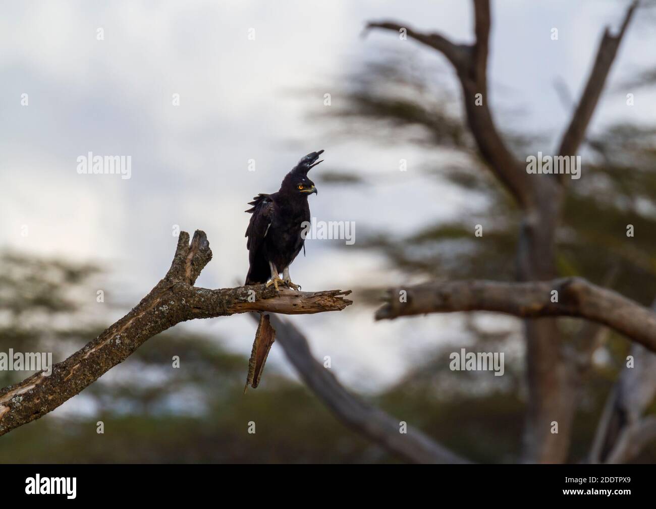 Aquila cresta lunga (Lophaetus occipitalis) con lunga cresta sagace e piumaggio scuro, arroccato sul ramo di albero nella riserva di Maasai Mara, Kenya. Uccello africano Foto Stock