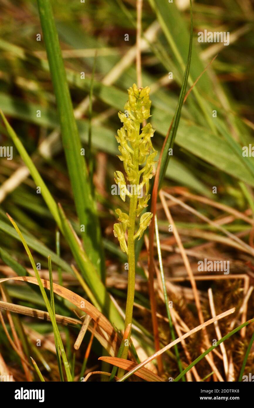 Bog Orchid,'Hammarbya paludosa' trovato in torba con acqua corrente, non completamente aperto, fiori da luglio a settembre, New Forest Hampshire, UK Foto Stock