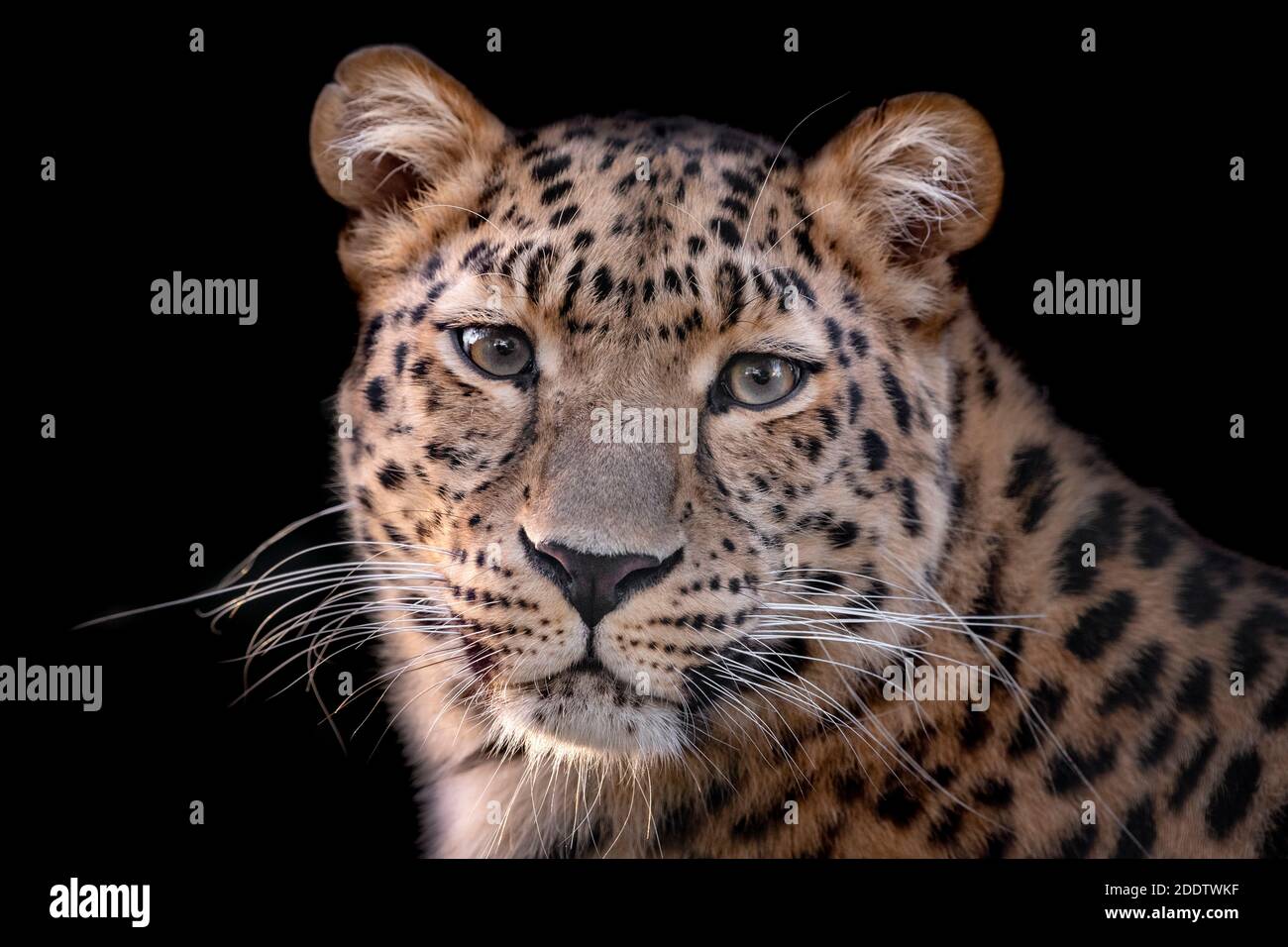 Femmina di Amur leopard guardando verso la telecamera Foto Stock