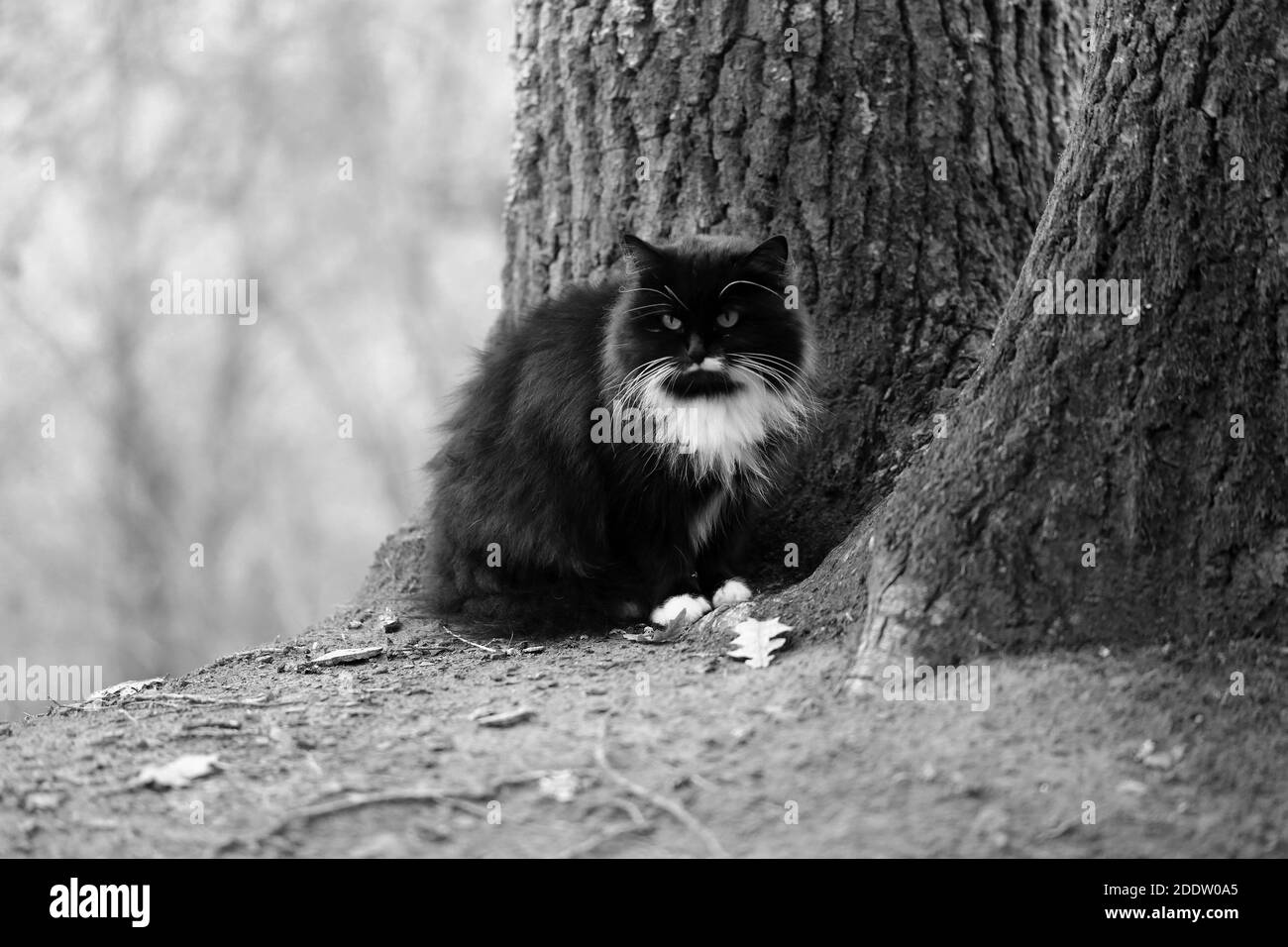 Foto di un bellissimo gatto nero nel Parco d'autunno Foto Stock
