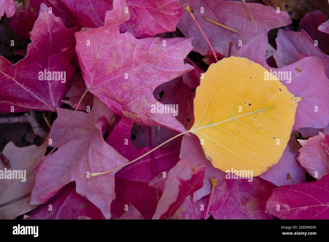 Quaking Aspen (Populus tremuloides) foglia tra l'acero bigtooth (Acer grandidentatum) foglie Foto Stock