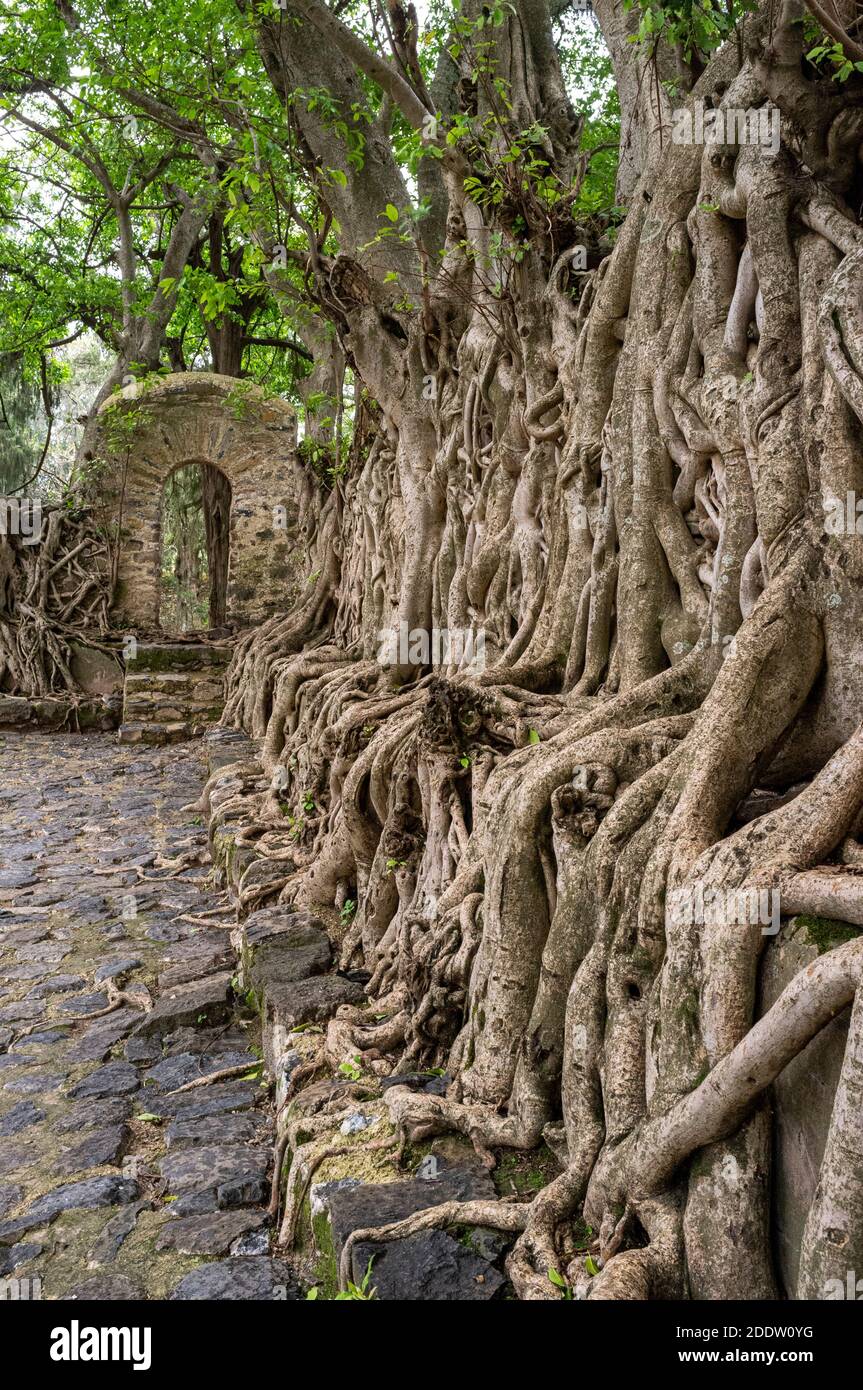 Bagno di Fasilides in Gondar o Gonder, distretto di Amhara, Etiopia Foto Stock