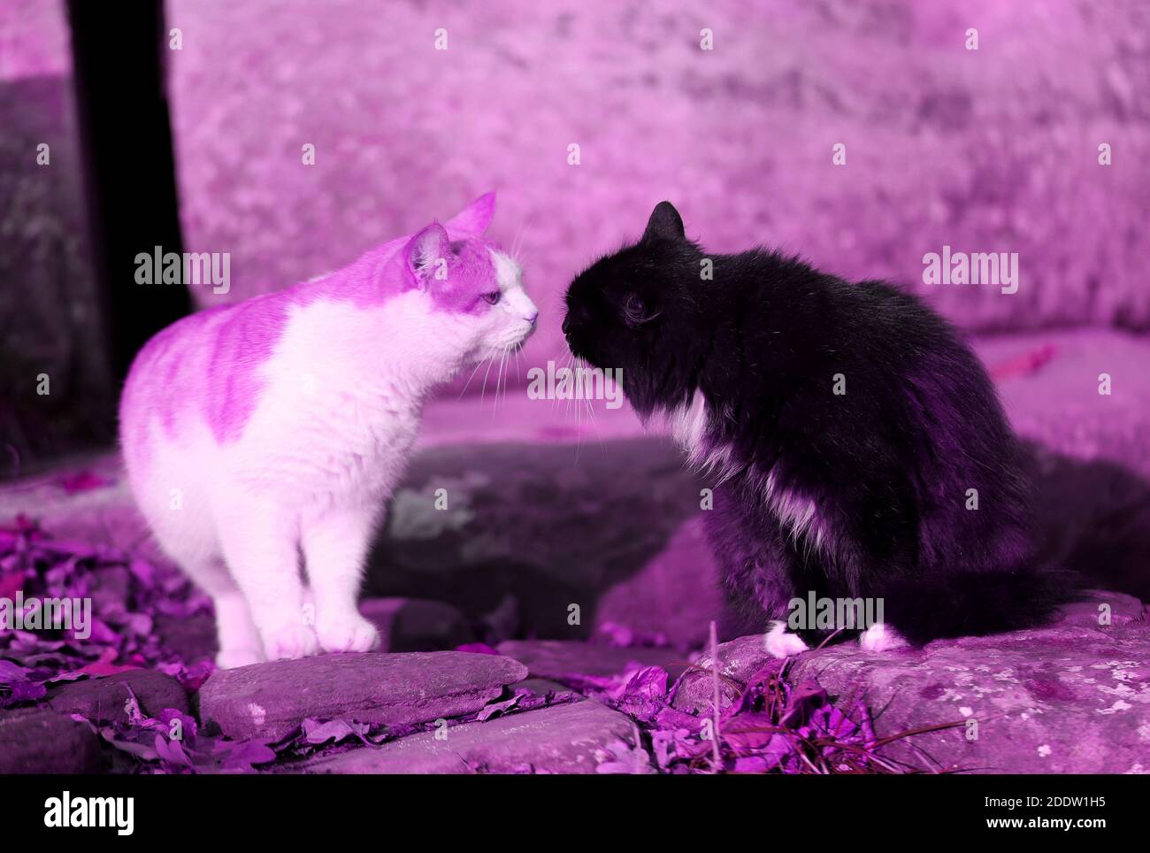 Foto di due gatti che si baciano nel parco autunnale le rocce Foto Stock