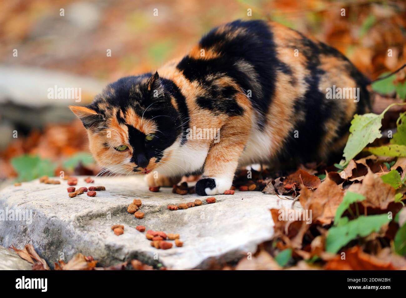 Ritratto fotografico di un grande gatto illuminato dal sole Foto Stock