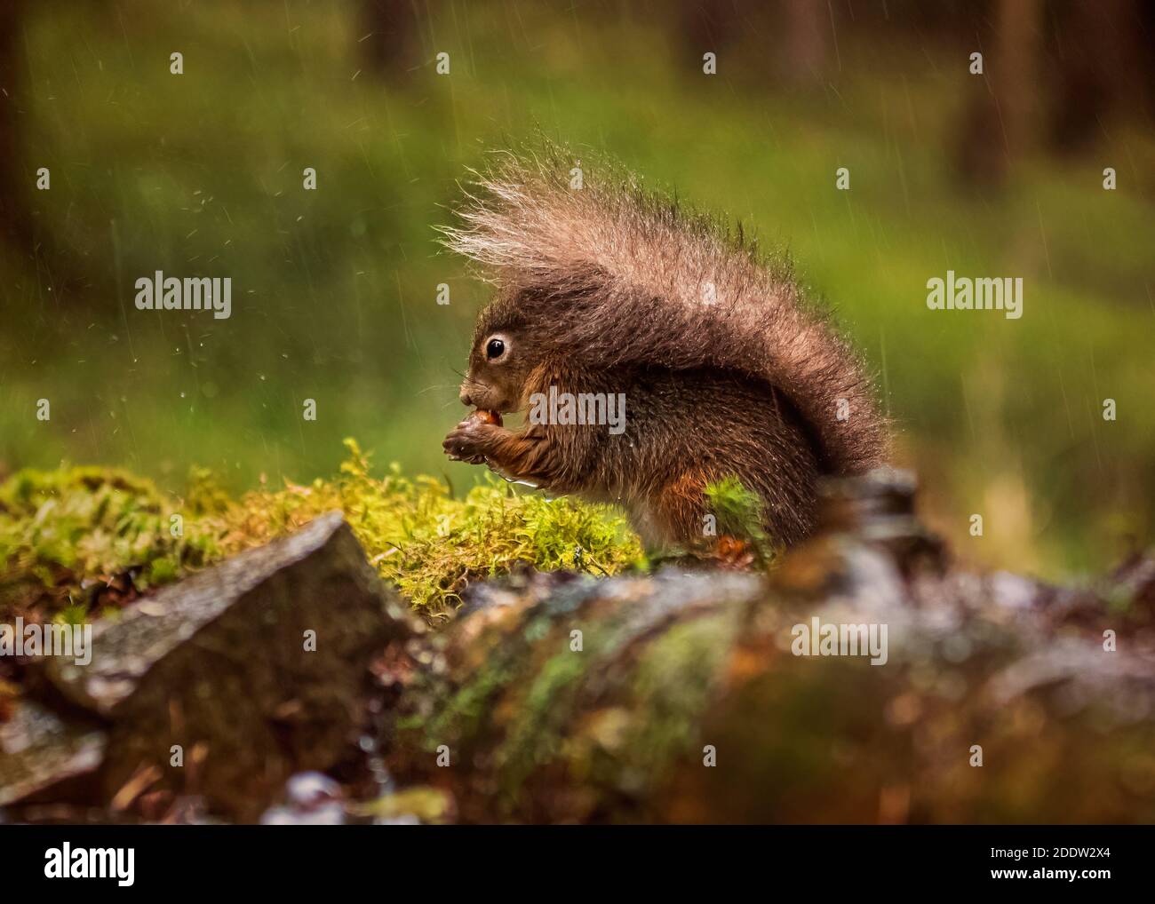 UK, Yorkshire - Nov 2020: Red Squirrel ripara sotto la sua coda mentre la pioggia cade Foto Stock