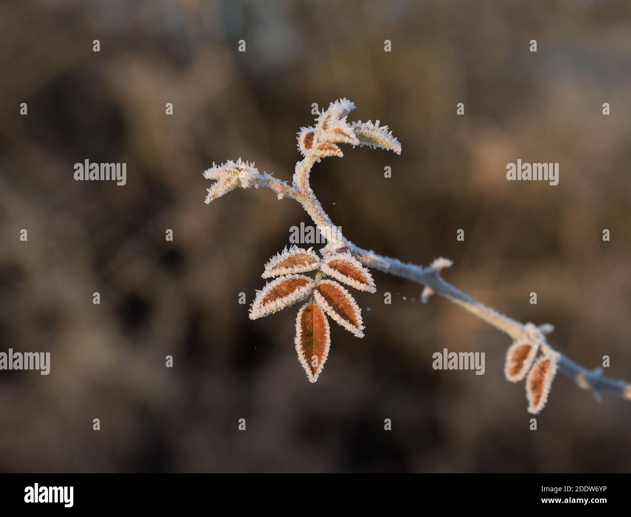 Foglie di bramble orlate con brina Foto Stock