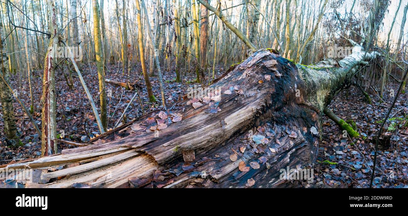 Tronco di betulla rotto da vicino, sdraiato a terra Foto Stock