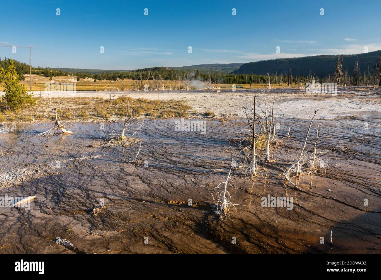 Deead alberi in acqua calda, Biscuit Basin, Yellowstone National Park, Wyoming, Stati Uniti Foto Stock