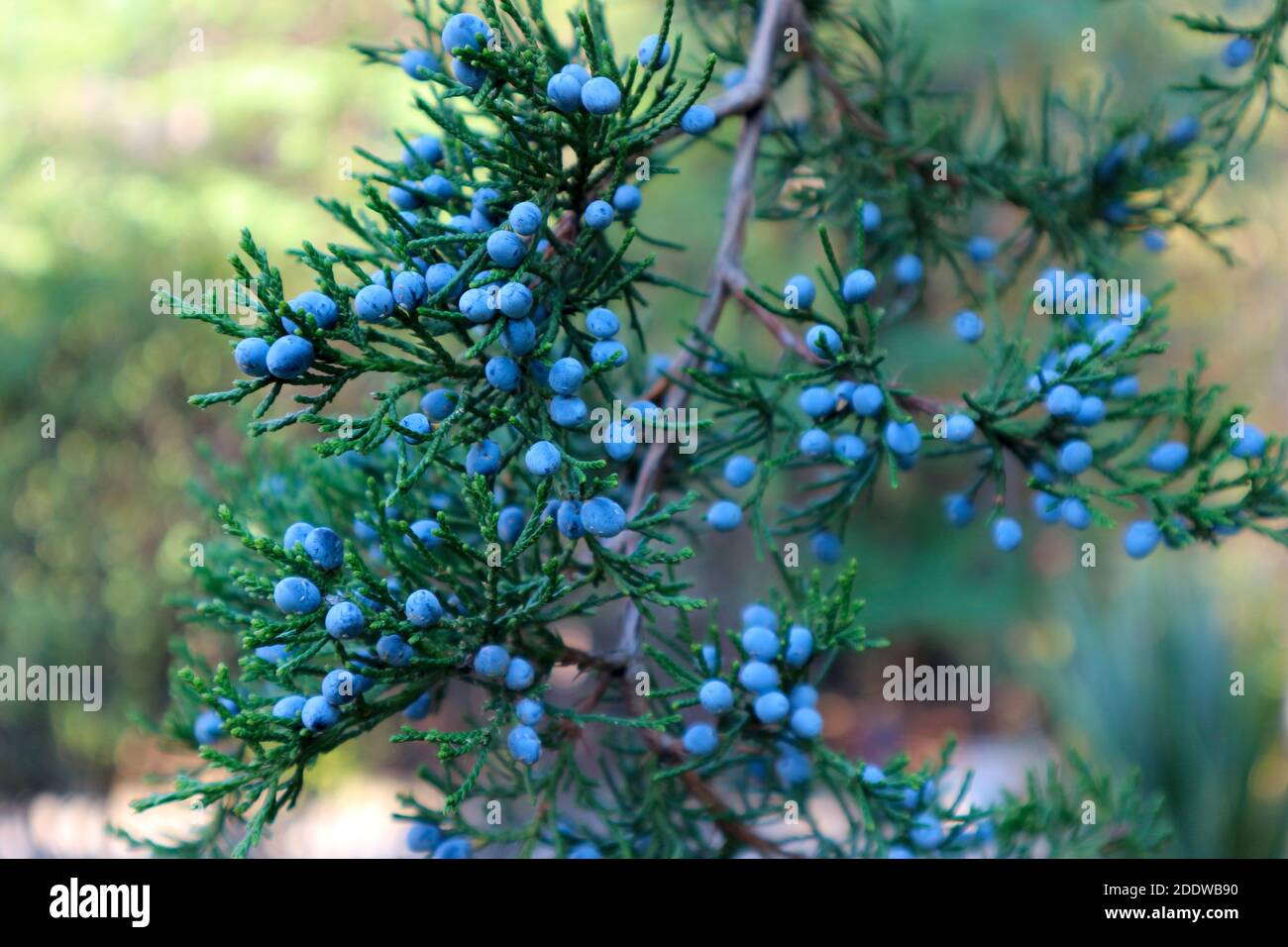 Juniperus virginiana (ginepro) o foglie e semi di cedro rosso orientale. Bacche blu di ginepro. Offuscare le luci e l'effetto bokeh Foto Stock
