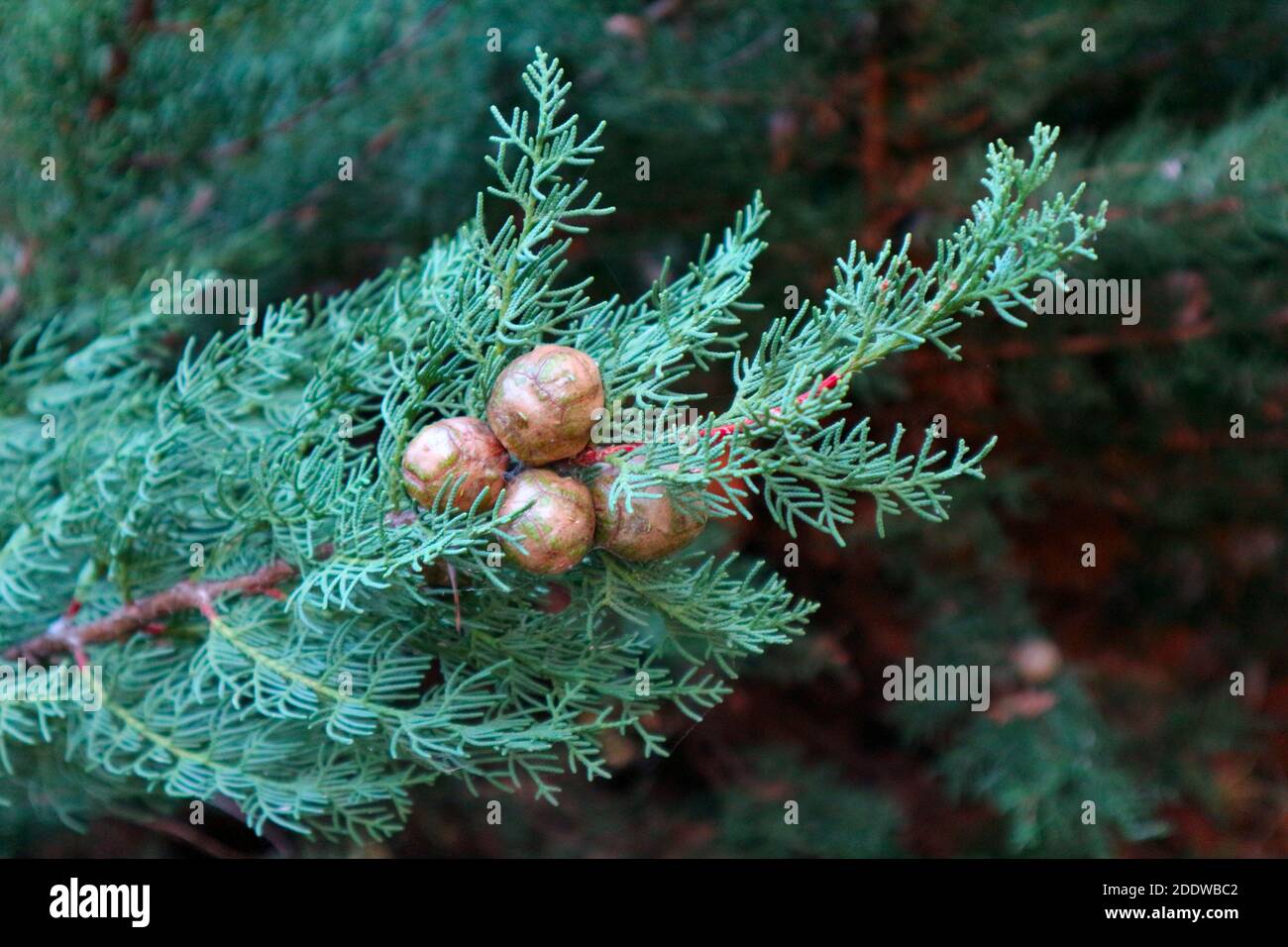 Cipresso mediterraneo (Cupressus sempervirens) fogliame e coni. Foto Stock