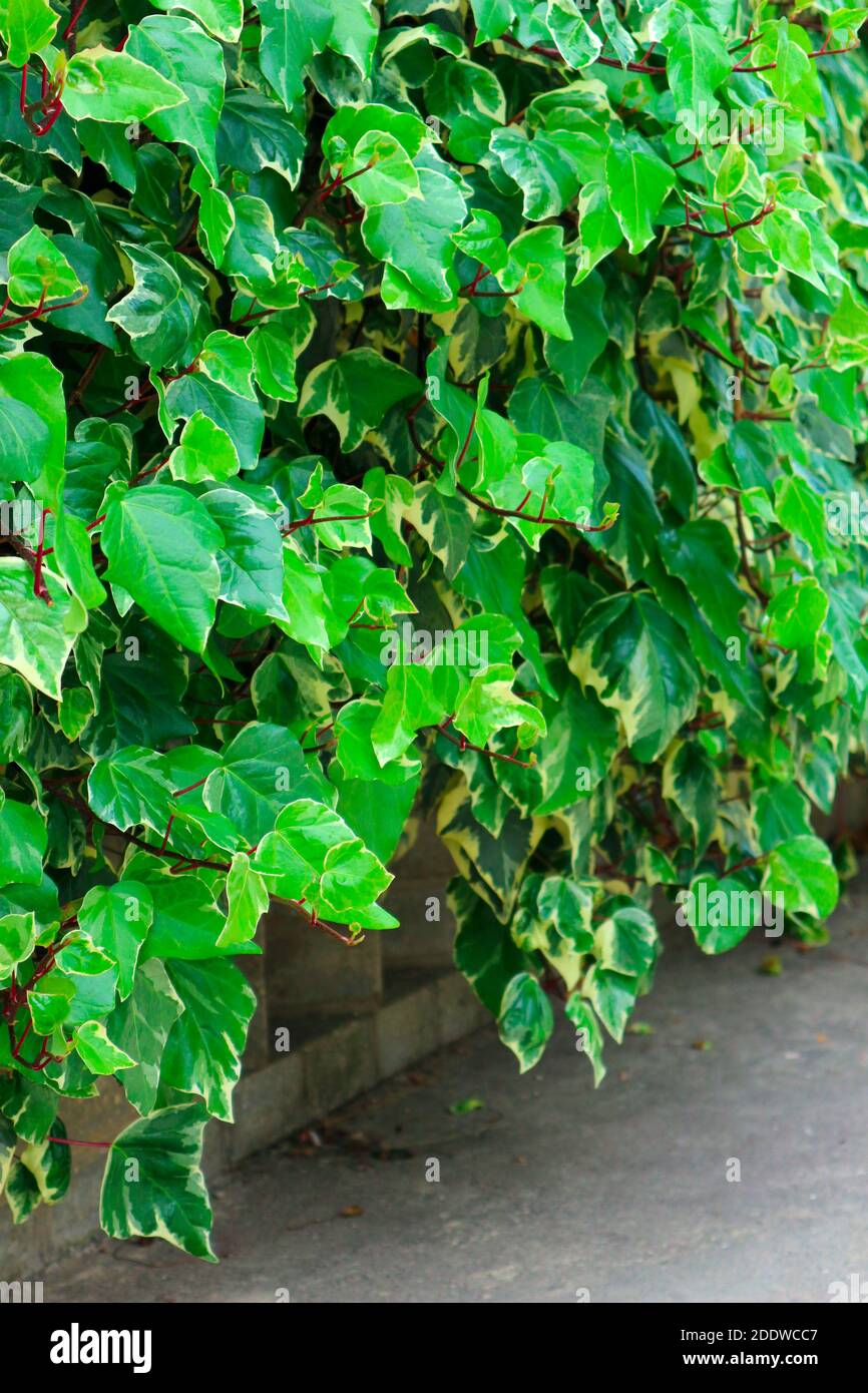 Hedera Helix. Recinzione verde vivente di edera variegata sempreverde. Foto Stock