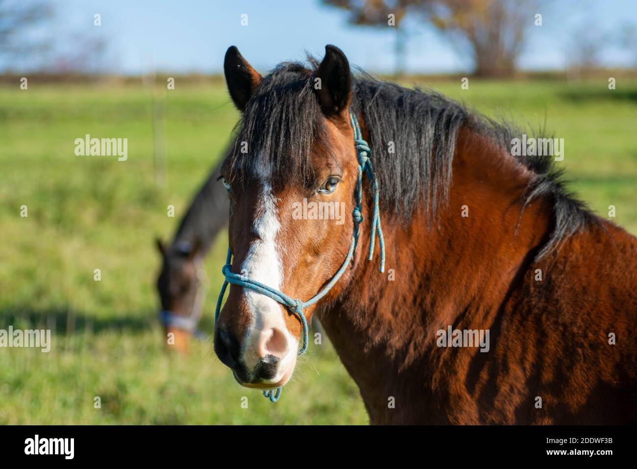 Ritratto di un cavallo marrone. Testa di cavallo di uno splendido stallone con erba verde sullo sfondo. Foto Stock