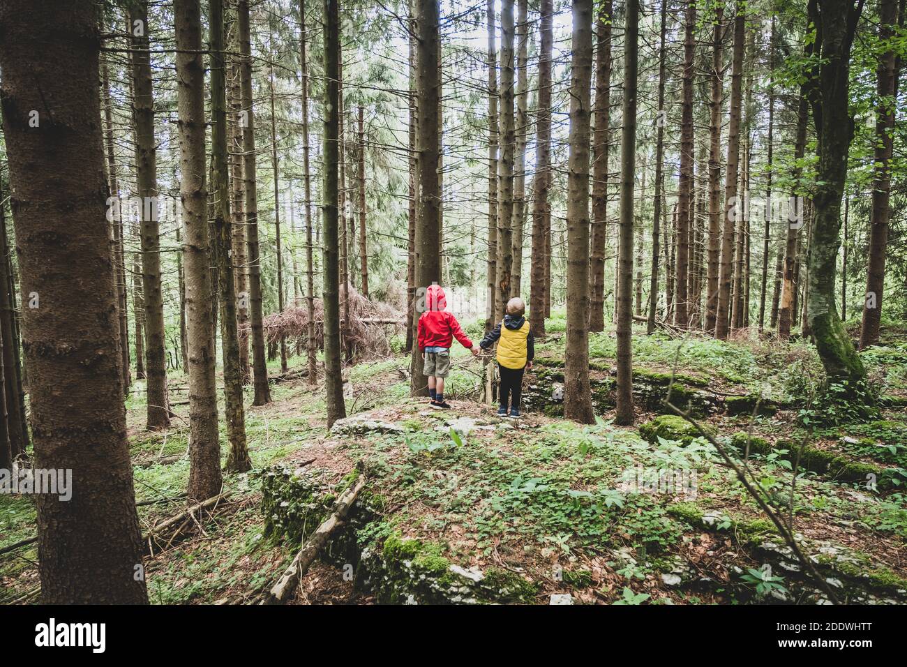 Due bambini insieme per mano nella foresta - due fratelli che camminano nella foresta sul sentiero, fratelli stretta mani, vista posteriore Foto Stock