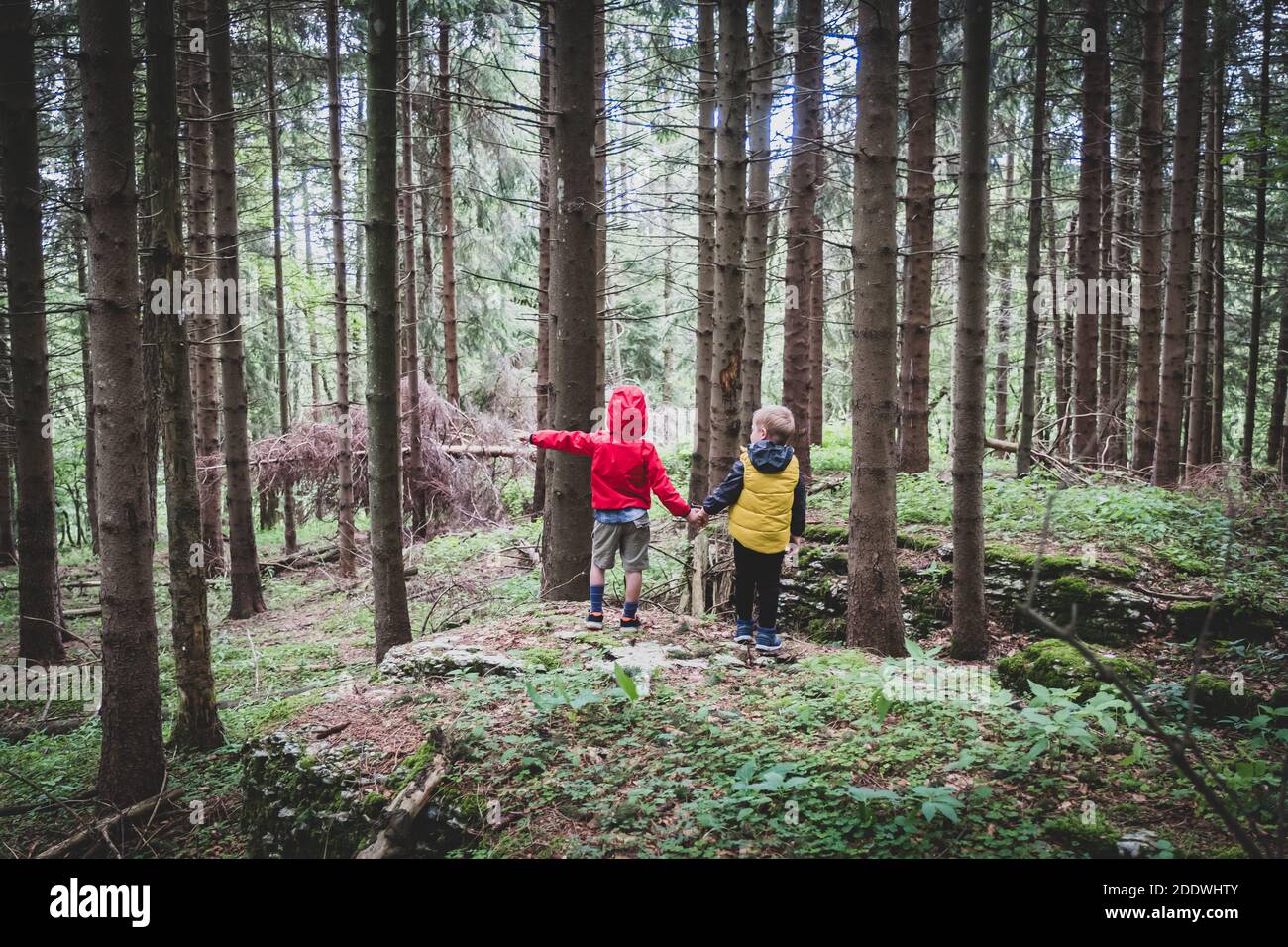 Due bambini insieme per mano nella foresta - due fratelli che camminano nella foresta sul sentiero, fratelli stretta mani, vista posteriore Foto Stock