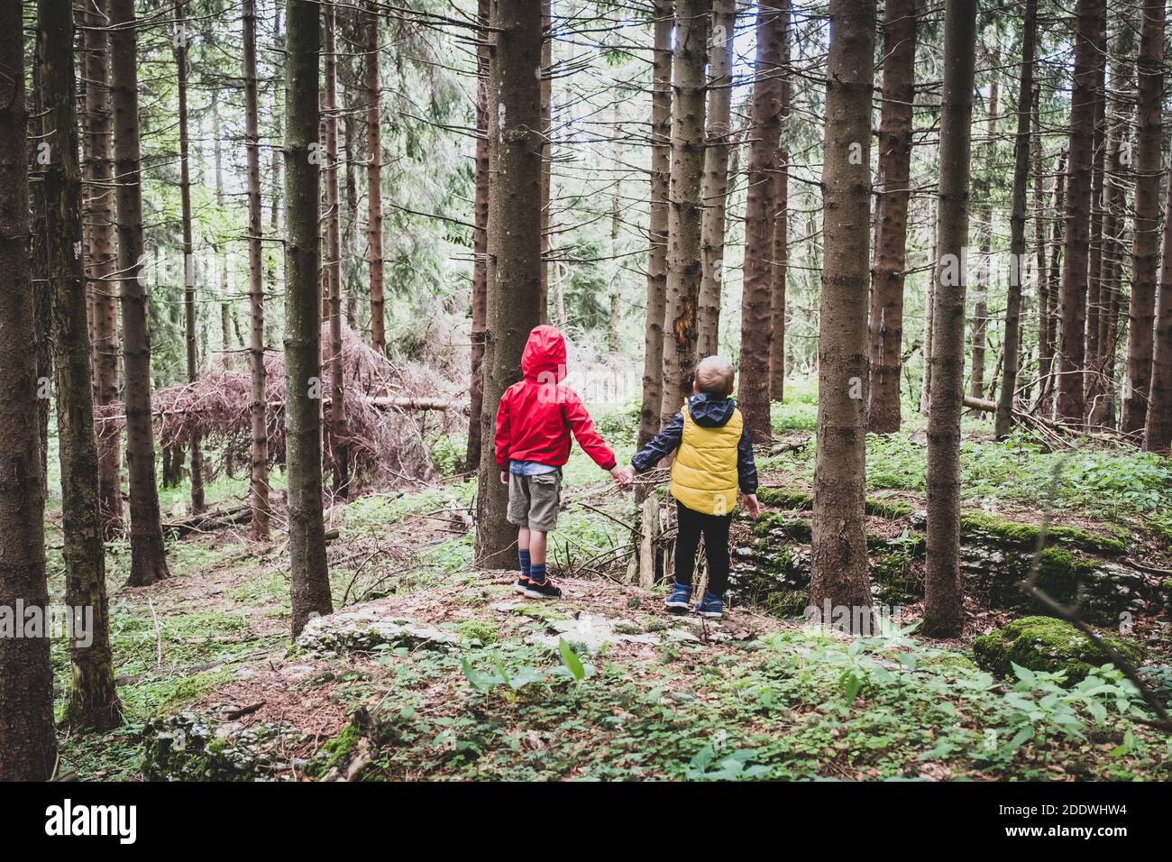 Due bambini insieme per mano nella foresta - due fratelli che camminano nella foresta sul sentiero, fratelli stretta mani, vista posteriore Foto Stock