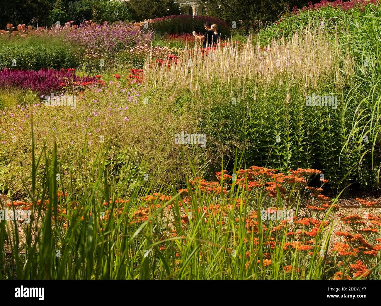 Giardini di Trentham restaurati su disegno di Piet Oudolf; Foto Stock