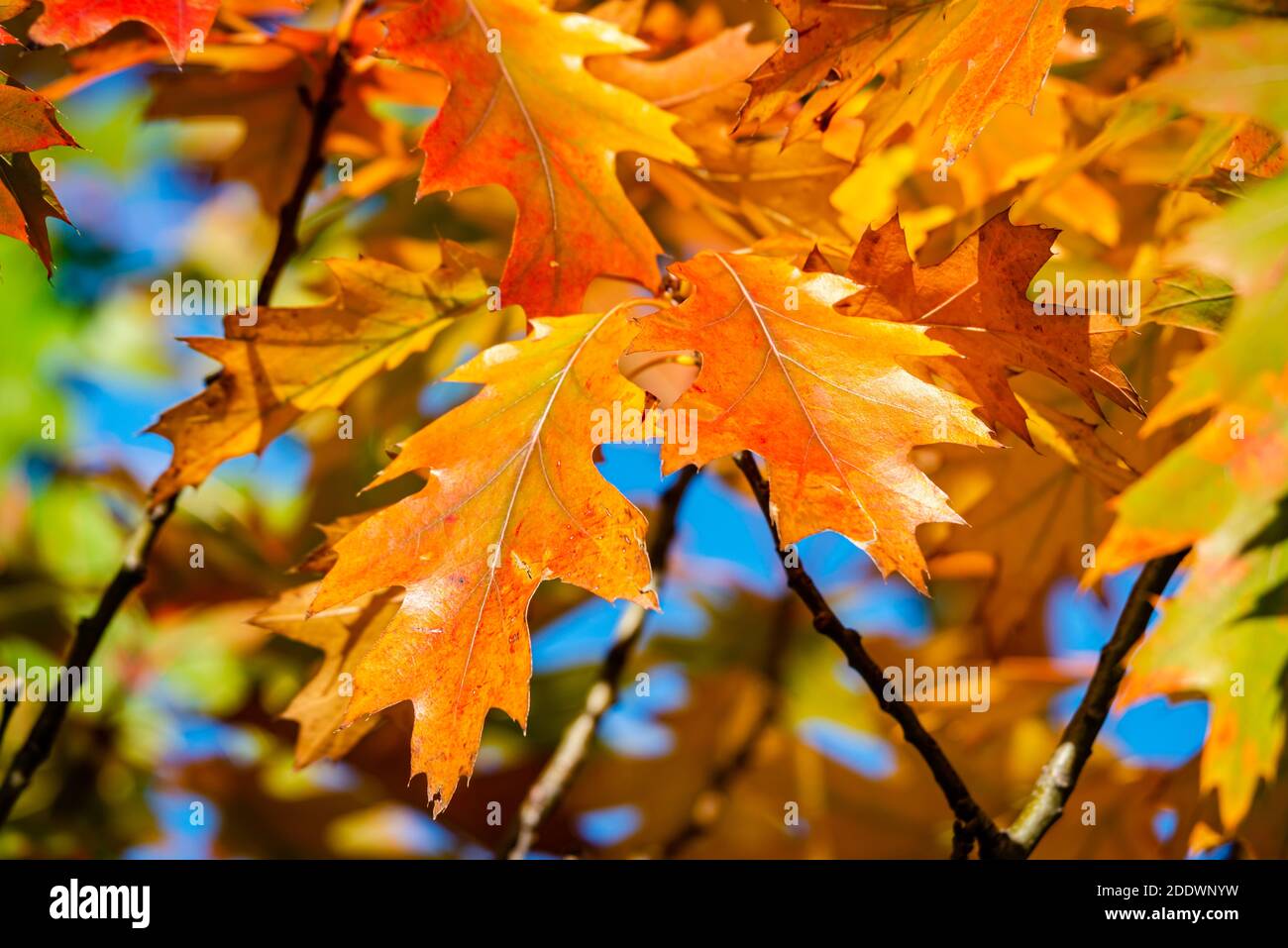 I colori autunnali nel parco Foto Stock