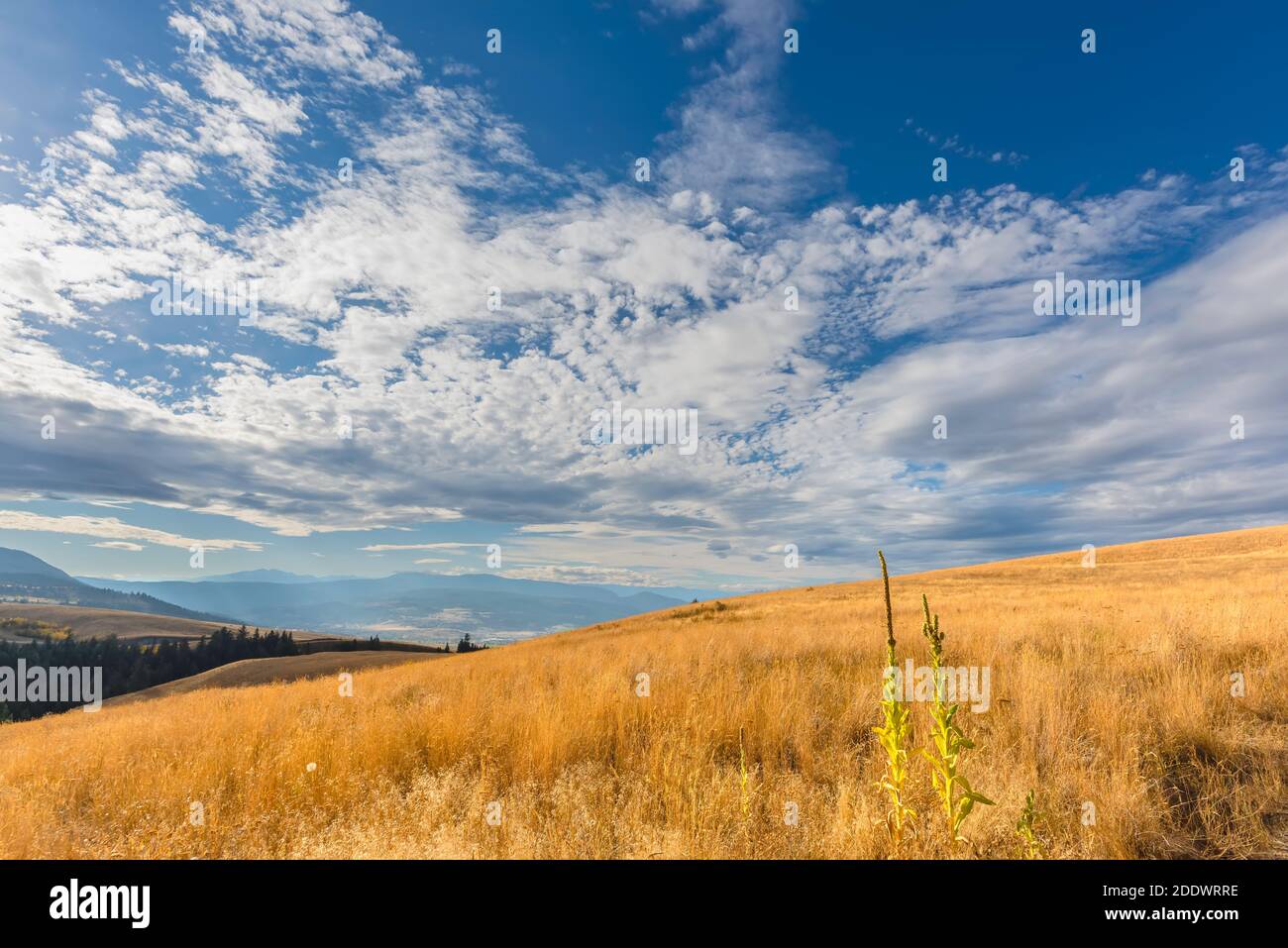 Erba gialla d'autunno nella steppa, sulle colline, silhouette di montagne e una foresta verde in lontananza, cielo blu con nuvole bianche nel backgr Foto Stock