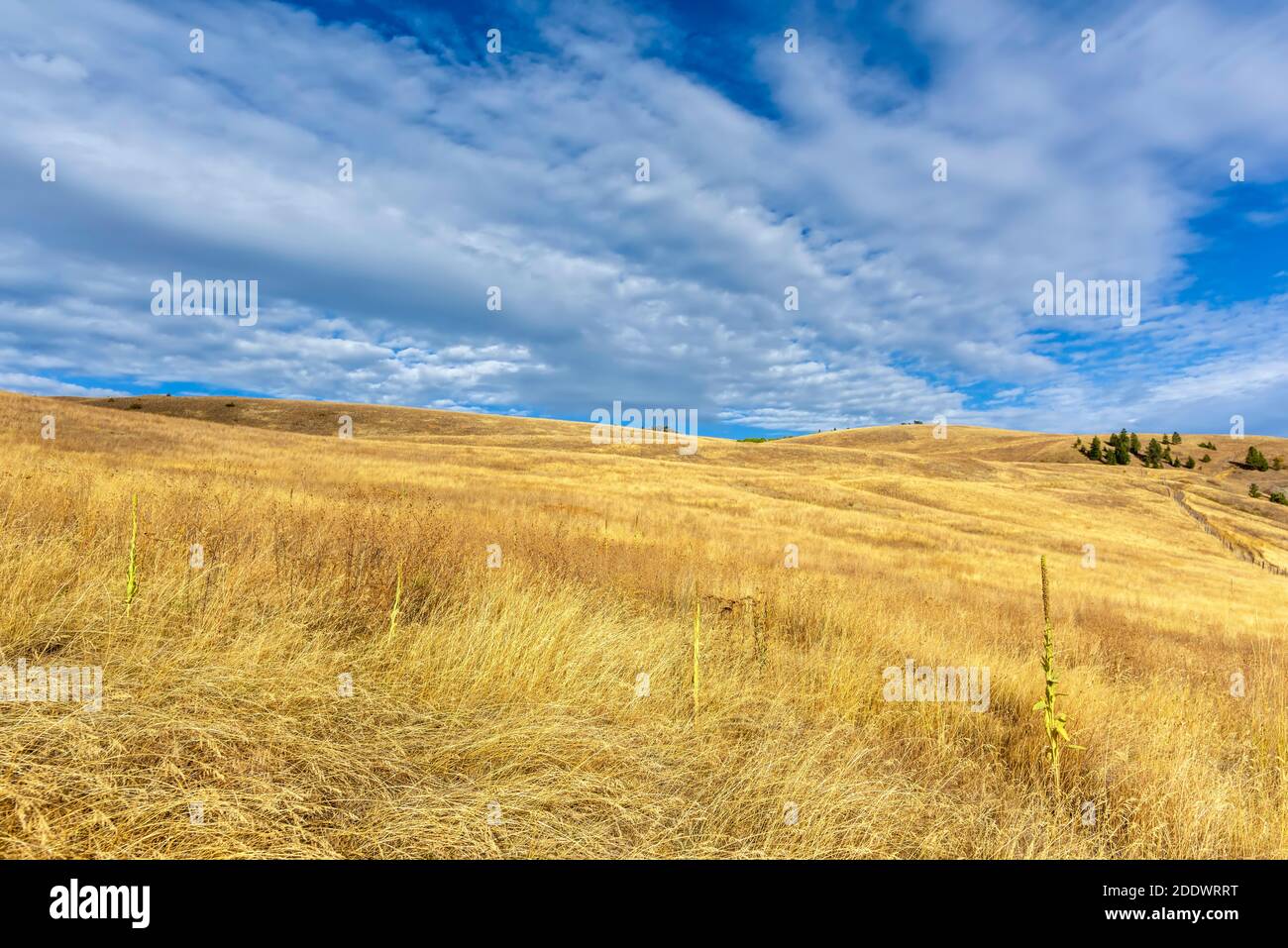 Erba gialla d'autunno nella steppa, sulle colline e gli alberi verdi in lontananza, cielo blu con le nuvole bianche sullo sfondo. Foto Stock