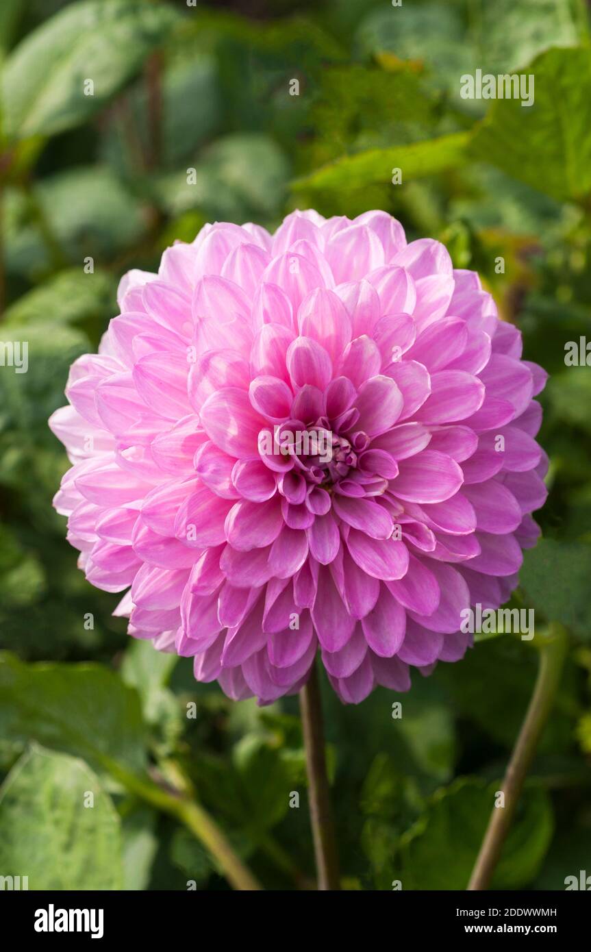 Primo piano di Dahlia Crossfield Ann una dahlia decorativa che Ha fiori rosa in estate e in autunno UNA pianta tuberosa e' decisamente difficile Foto Stock