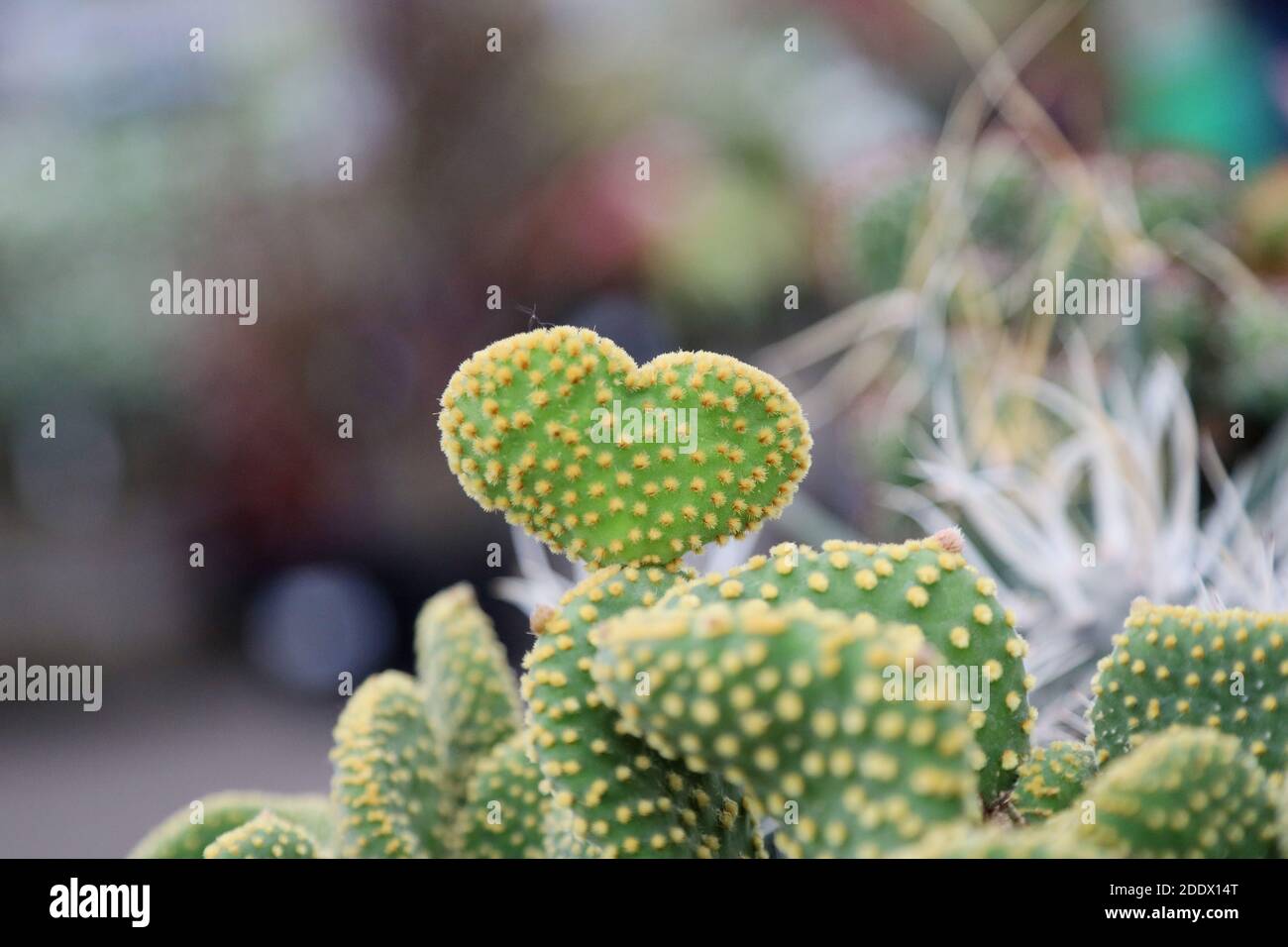 Un cactus a forma di cuore che significa sia amore che odio. Foto Stock