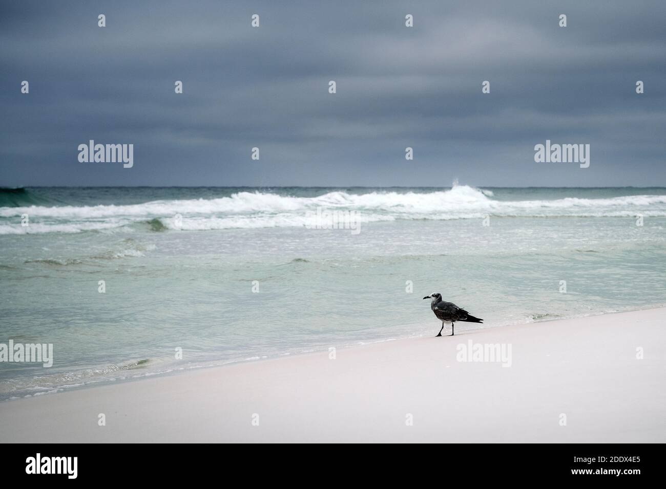 Alricilla di Leuchaeus o gabbiano ridente o gabbiano comune sulla spiaggia alla linea dell'acqua lungo la costa del Golfo della Florida nella Panhandle della Florida, Stati Uniti. Foto Stock