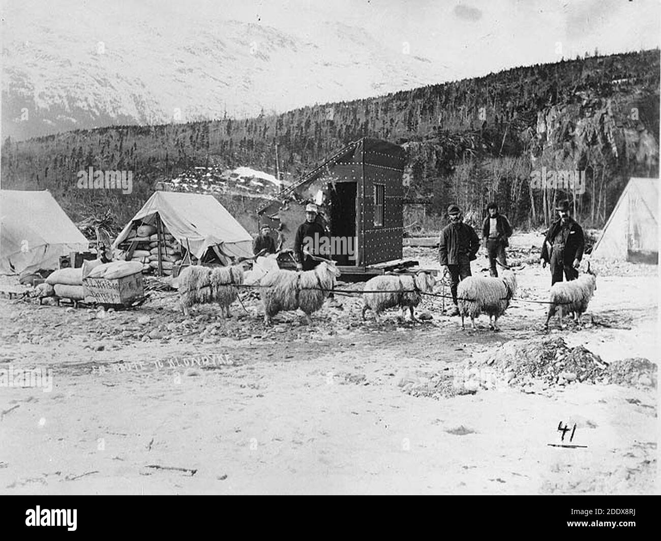 Klondykers con la squadra di capre di Angora usato per trasportare la slitta Vicino a Skagway Alaska Primavera 1898 Foto Stock