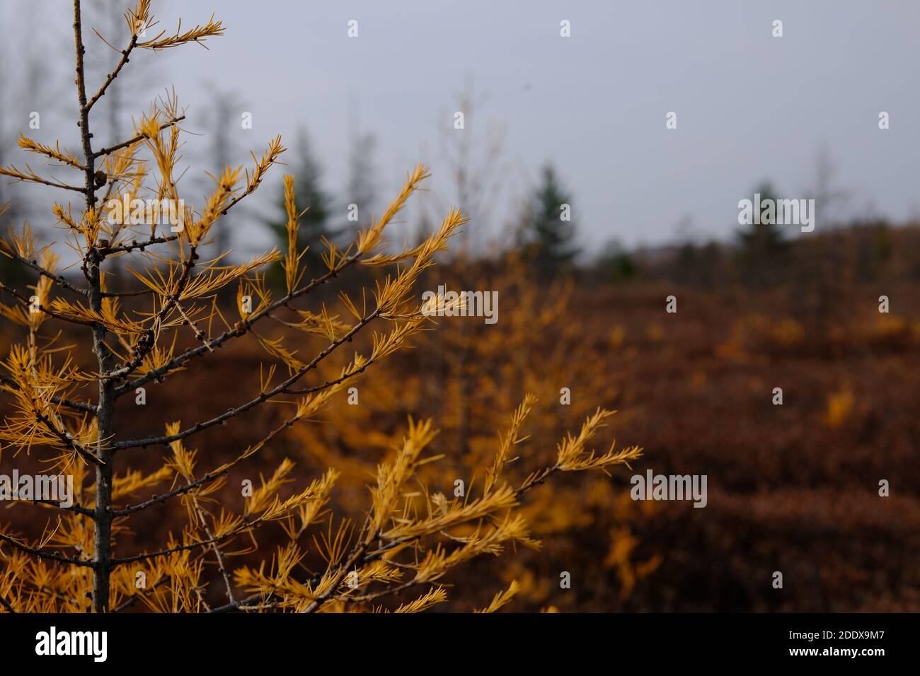 Albero di Tamarack nel paesaggio morto di Mer Bleue Bog, una zona umida di importanza internazionale, Ottawa, Ontario, Canada. Foto Stock