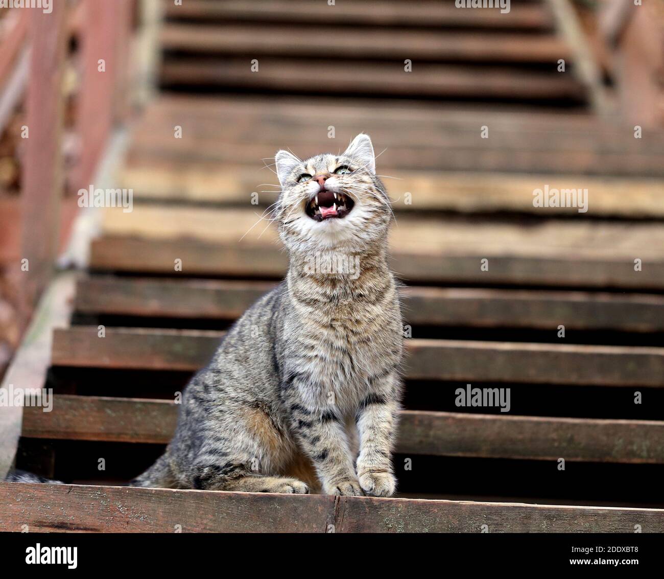 Foto di un simpatico gattino affamato nel Parco d'autunno Foto Stock