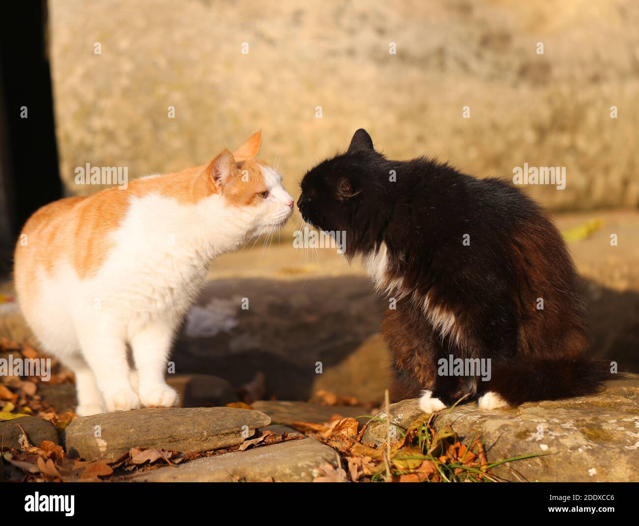Foto di due gatti che si baciano nel parco autunnale le rocce Foto stock -  Alamy