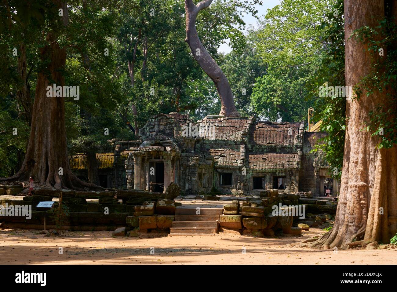 TA Prohm è il nome moderno del tempio di Siem Reap, costruito in stile Bayon in gran parte alla fine del 12 ° secolo originariamente chiamato Rajavihara. Foto Stock