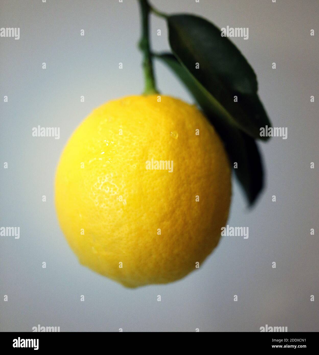 Foto di un limone giallo maturo su un piatto Foto Stock