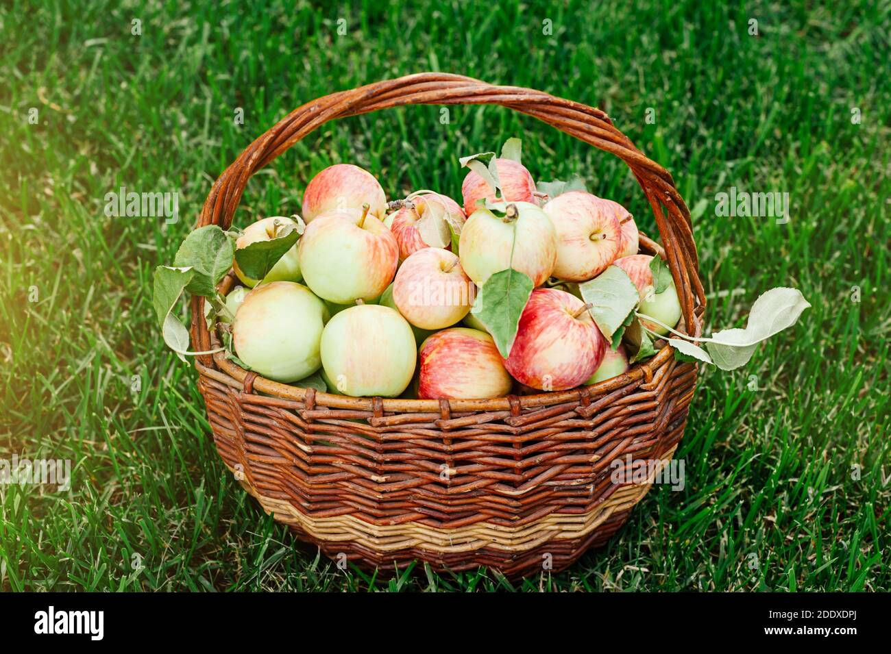 Un cestino di mele mature sull'erba del prato. Raccogliere la frutta sul tuo sito. Foto Stock